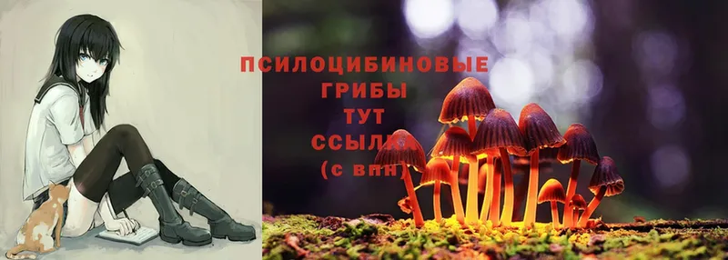 Галлюциногенные грибы Psilocybe  Кореновск 